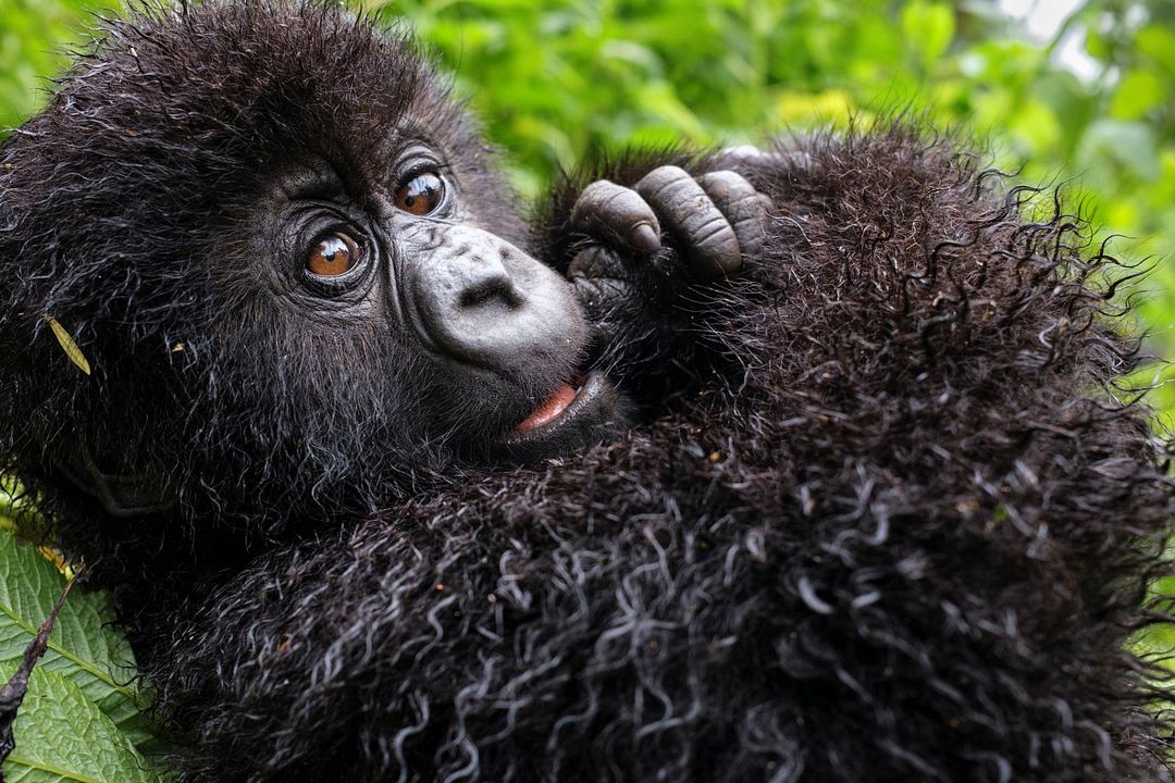 Une histoire de gorilles avec David Attenborough : Photo