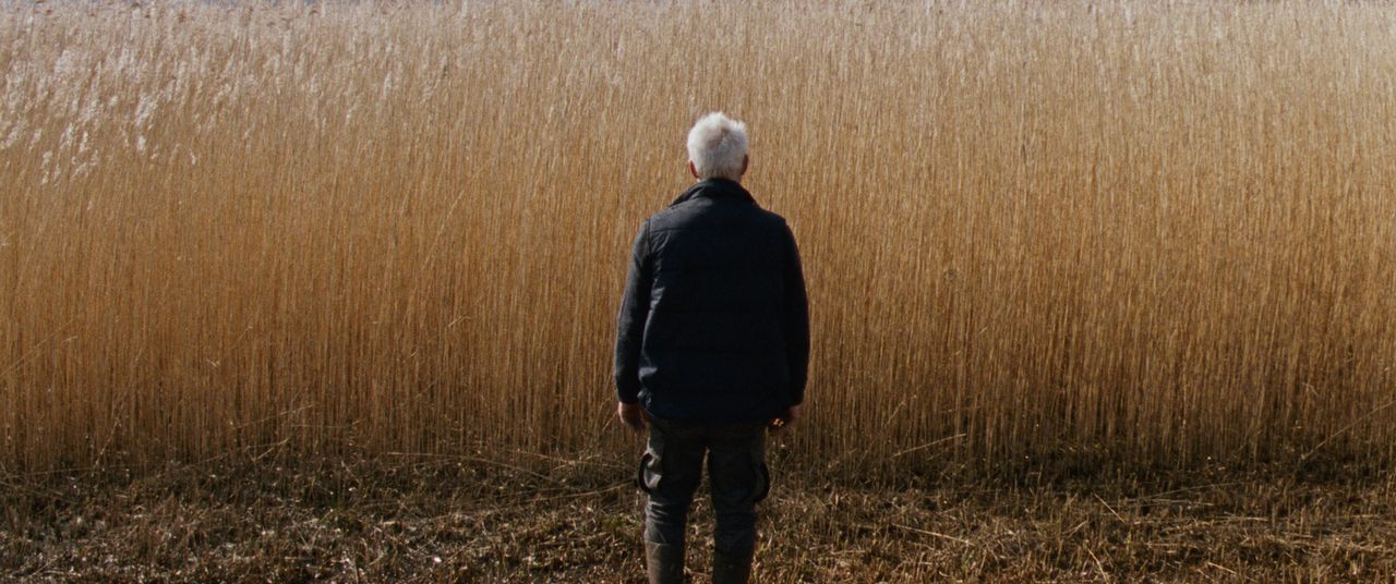 Reedland : Photo