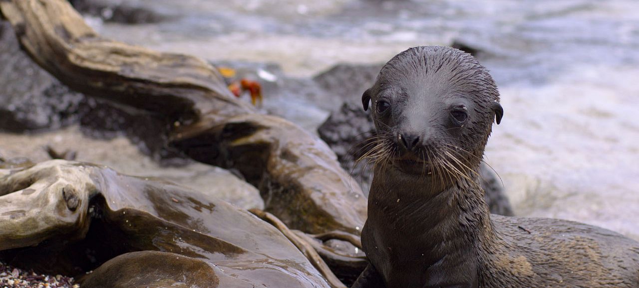 Otaries des Galápagos : Photo