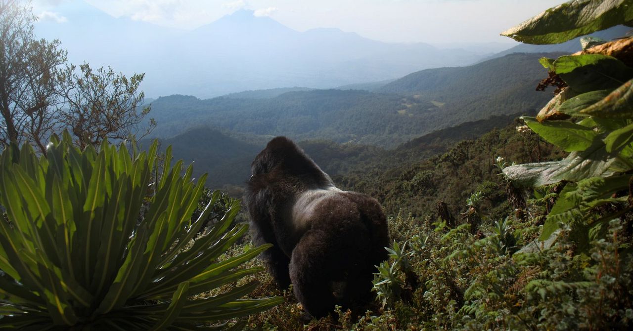 Une histoire de gorilles avec David Attenborough : Photo