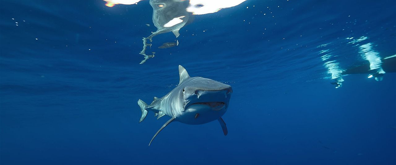 En paix avec les requins : Photo