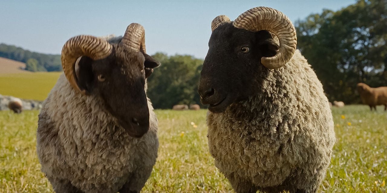 Les Moutons Détectives : Photo
