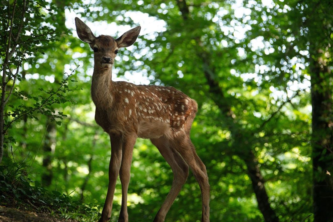 Bambi, L’histoire d’une vie dans les bois : Photo