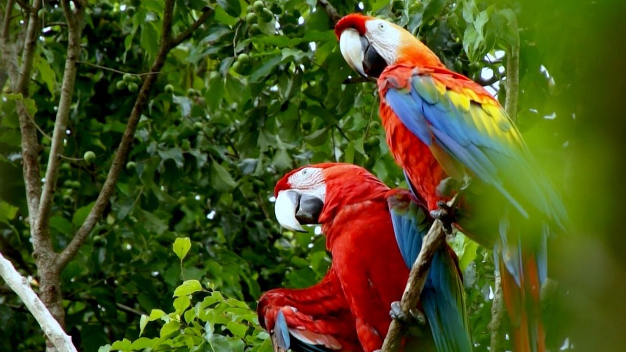 ALTAÏR conférences - Guyane, une pépite en Amazonie : Photo