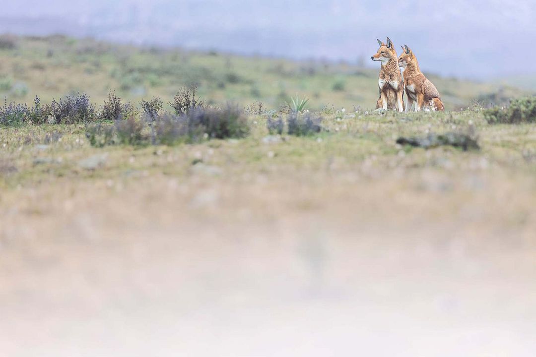 Le Secret du Loup d’Éthiopie : Photo