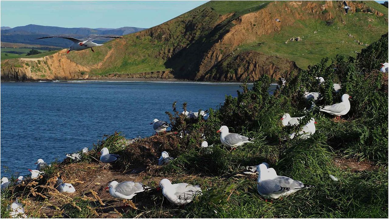 ALTAÏR conférences - Nouvelle-Zélande, Joyau des Antipodes : Photo