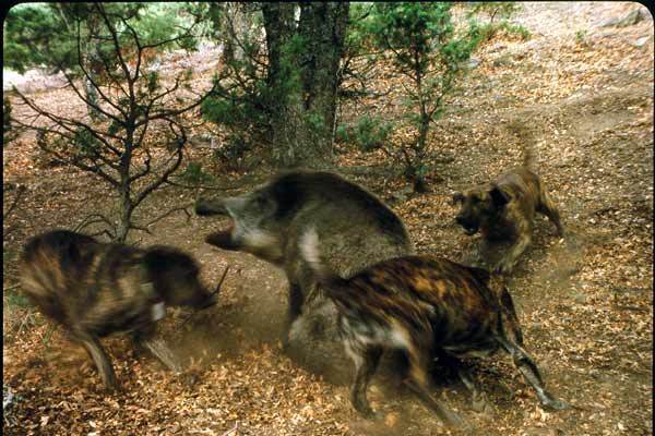 Le Silence : Photo Orso Miret