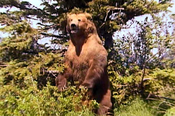 Grizzly Man : Photo