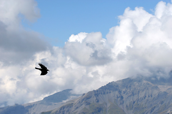 Les Aiguilles rouges : Photo