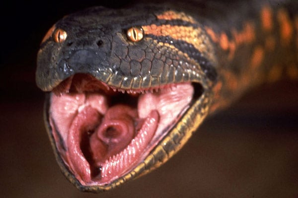 Anaconda, le prédateur : Photo