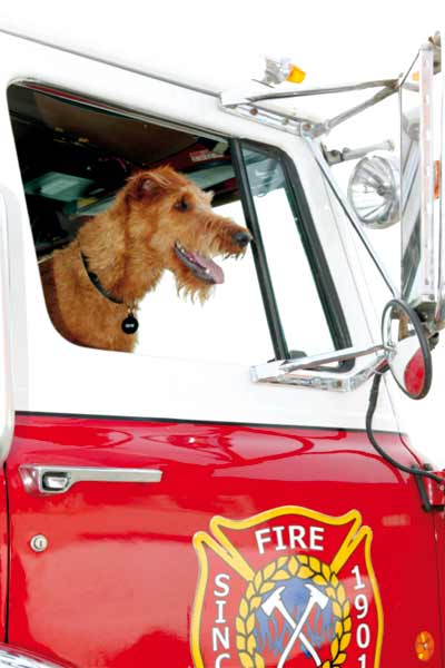 Rex, chien pompier : Photo Todd Holland
