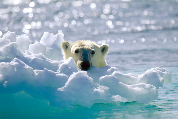 Arctic Tale : Photo Sarah Robertson
