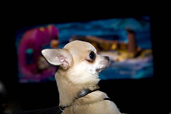 Le Chihuahua de Beverly Hills : Photo Raja Gosnell