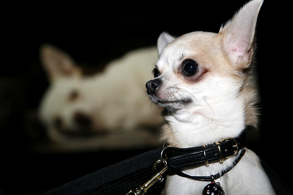 Le Chihuahua de Beverly Hills : Photo Raja Gosnell