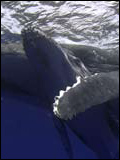 L'Eveil de la baleine : Affiche