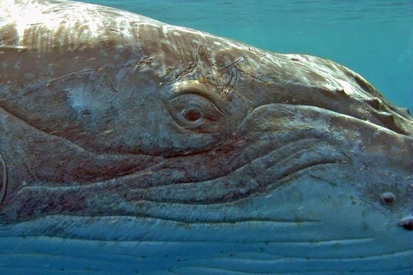 Dauphins et baleines 3D, nomades des mers : Photo Jean-Jacques Mantello