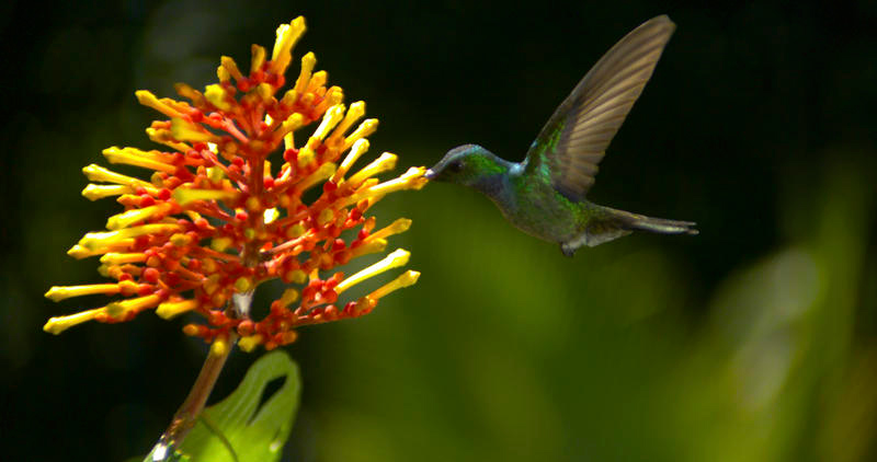 Pollen : Photo Louie Schwartzberg