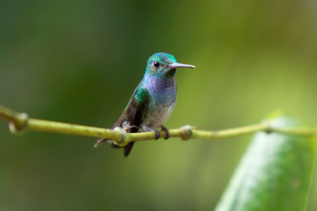 Pollen : Photo Louie Schwartzberg