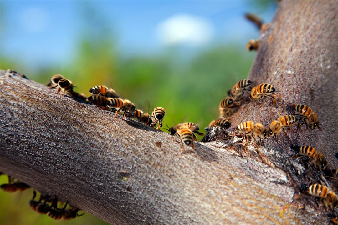 Pollen : Photo Louie Schwartzberg