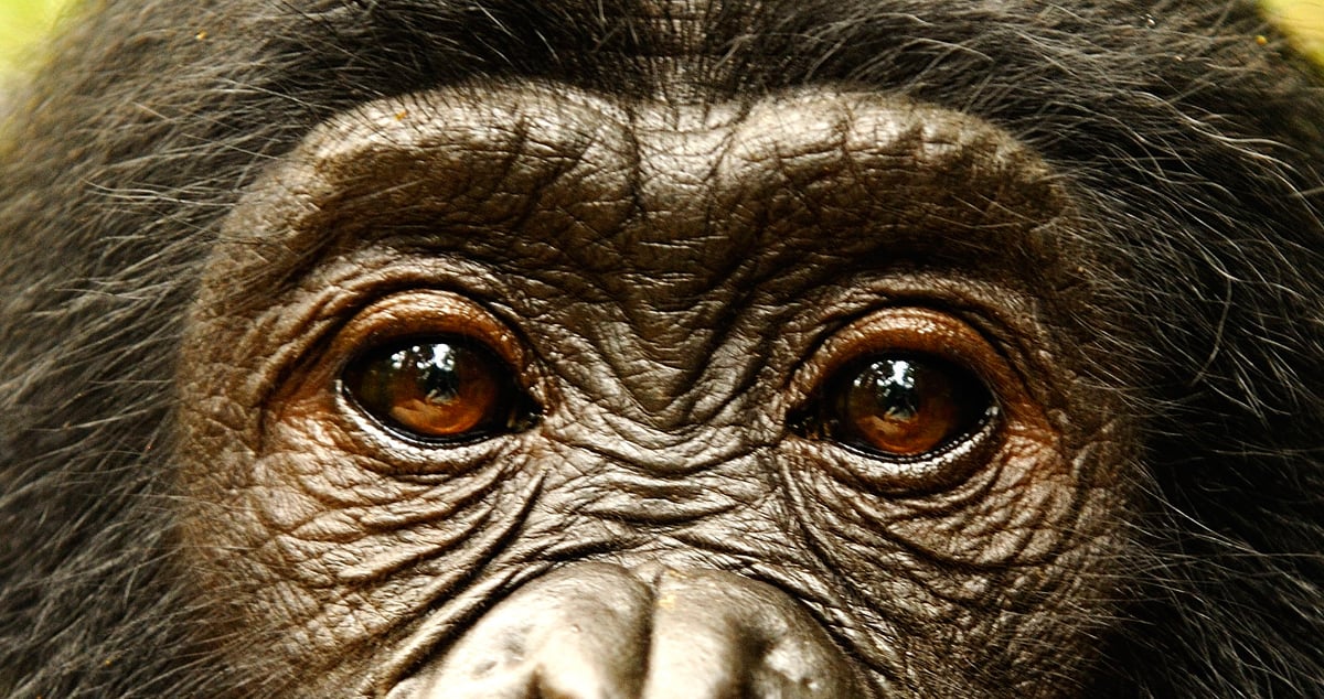 Bonobos : Photo Alain Tixier