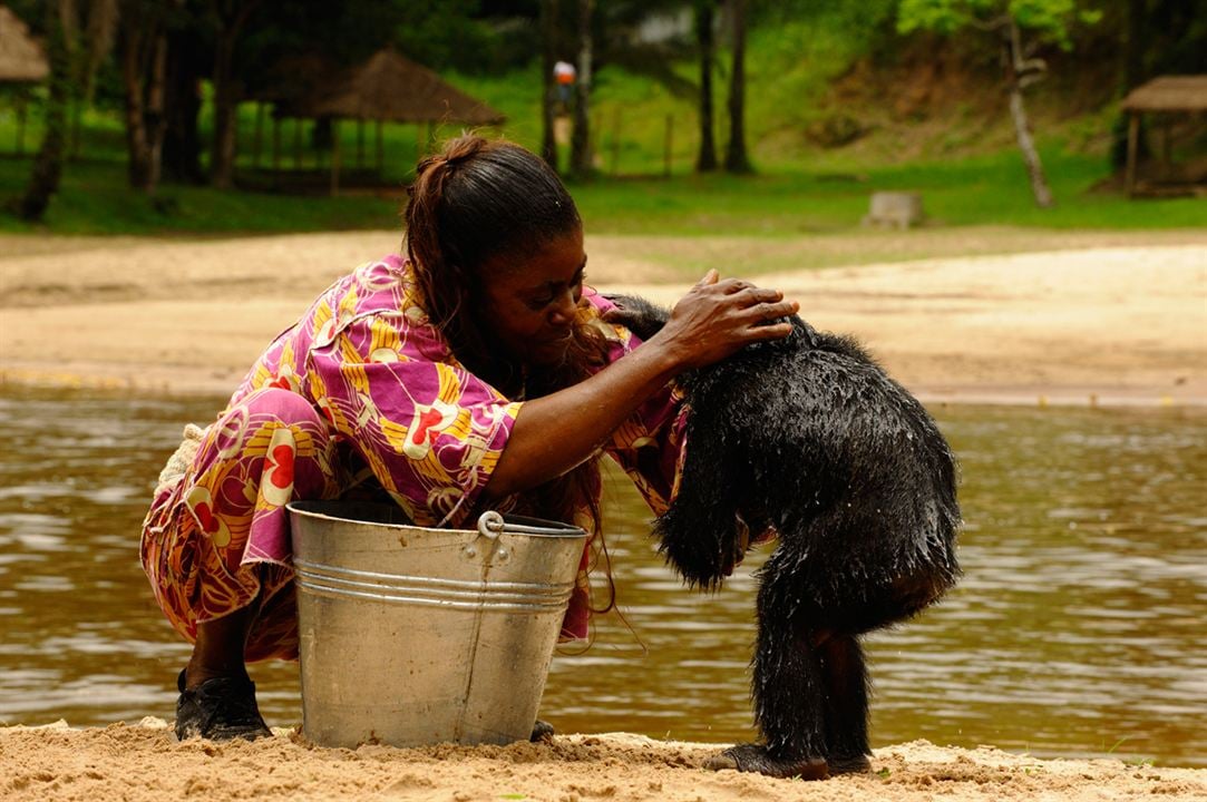 Bonobos : Photo Alain Tixier