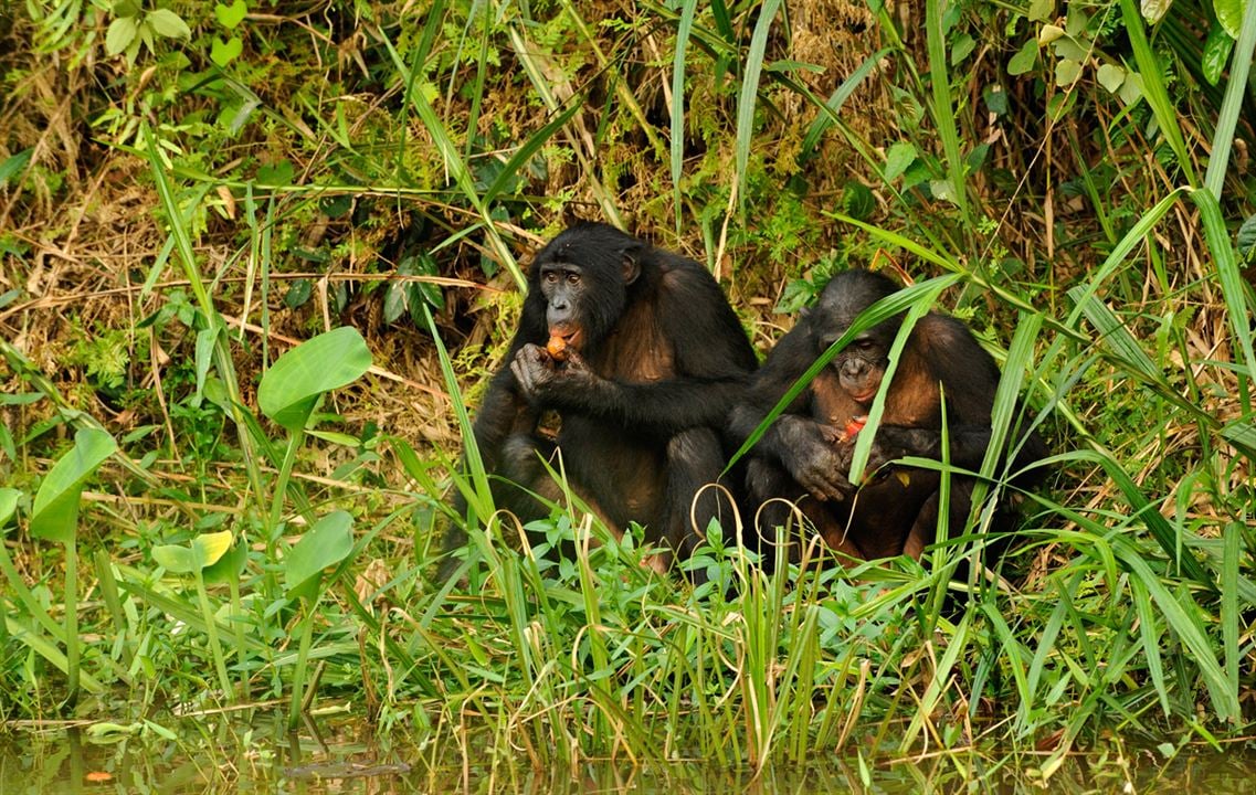 Bonobos : Photo Alain Tixier