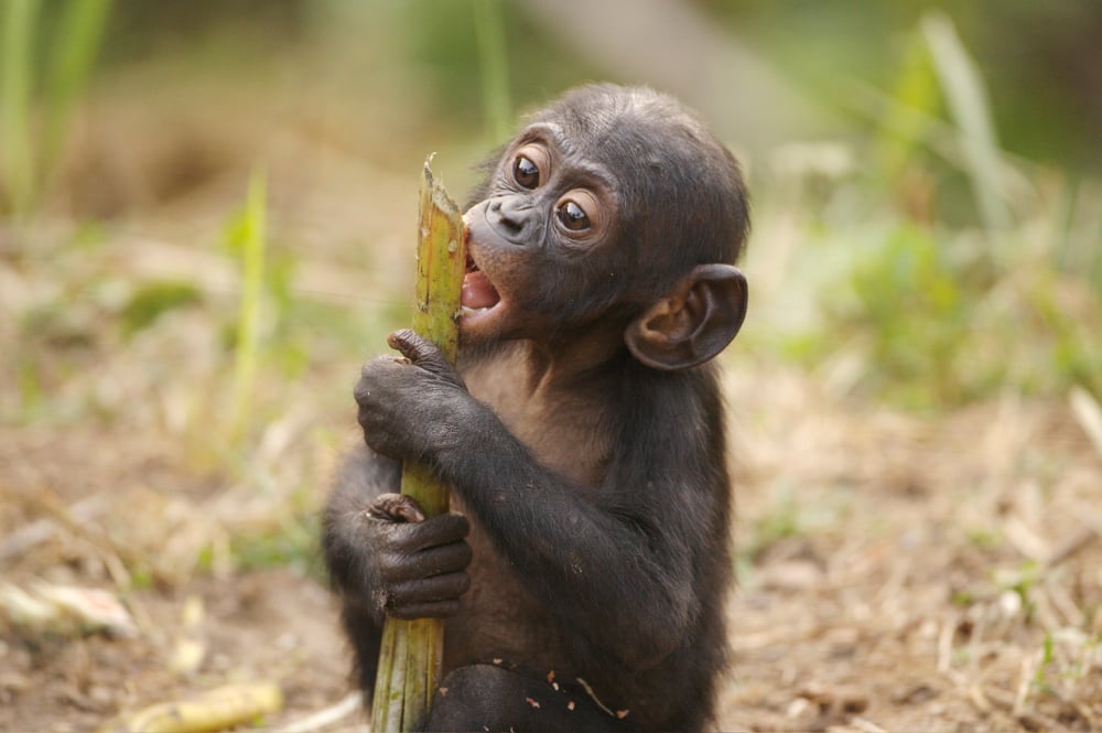 Bonobos : Photo Alain Tixier