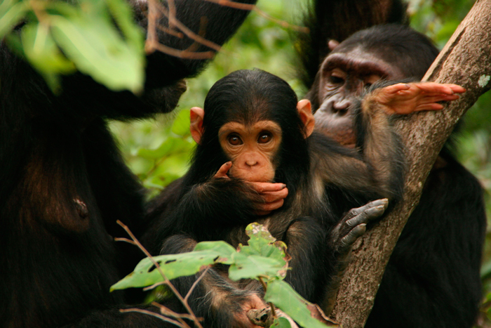 Jane Goodall : retour à Gombe : Photo