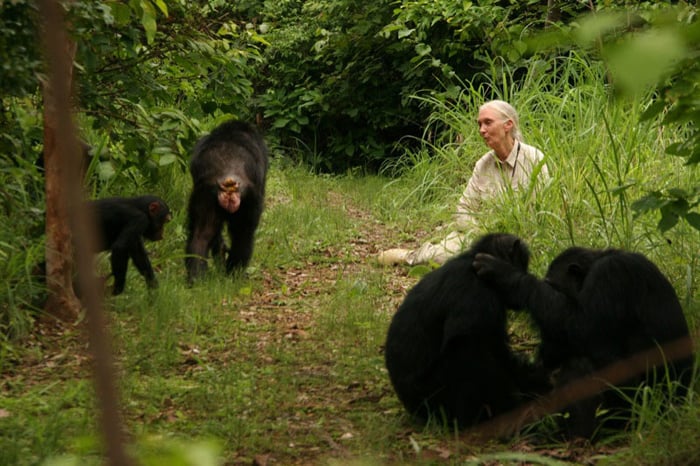 Jane Goodall : retour à Gombe : Photo