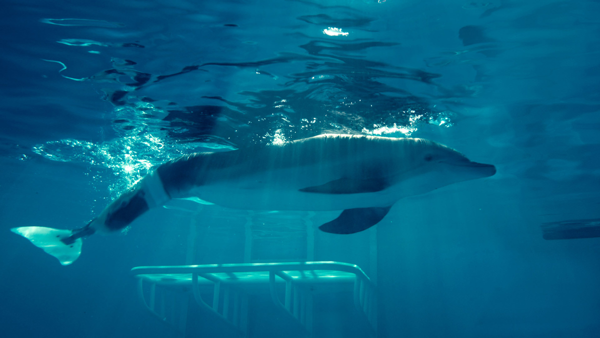 L'Incroyable histoire de Winter le dauphin : Photo Charles Martin Smith