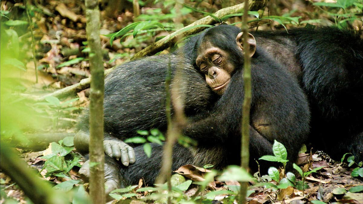 Chimpanzés : Photo Alastair Fothergill, Mark Linfield