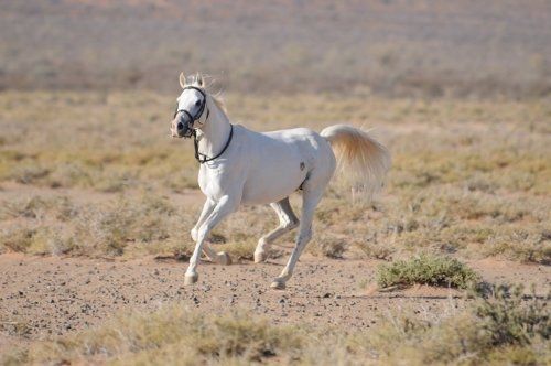 Tornado and the Kalahari Horse Whisperer : Photo