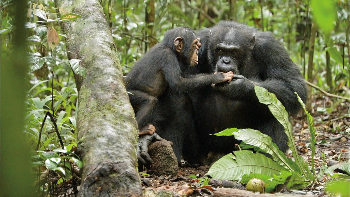 Chimpanzés : Photo Mark Linfield, Alastair Fothergill