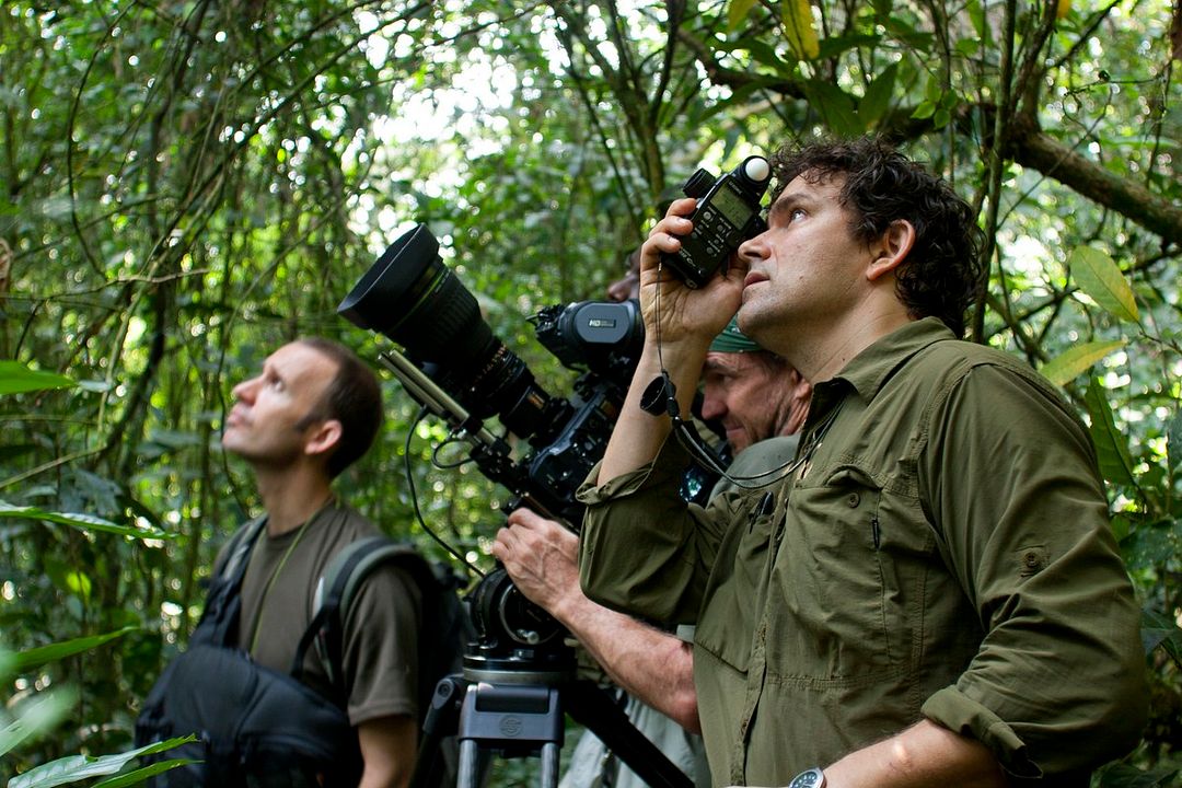 Chimpanzés : Photo