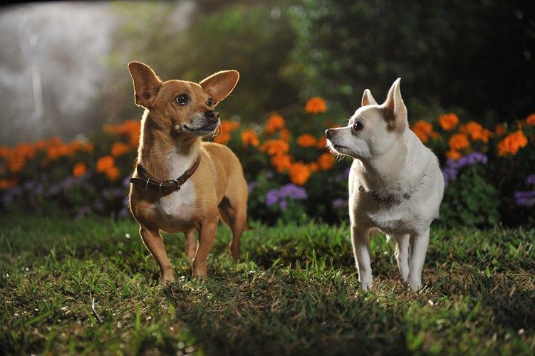 Le Chihuahua de Beverly Hills 3 : Viva La Fiesta ! : Photo