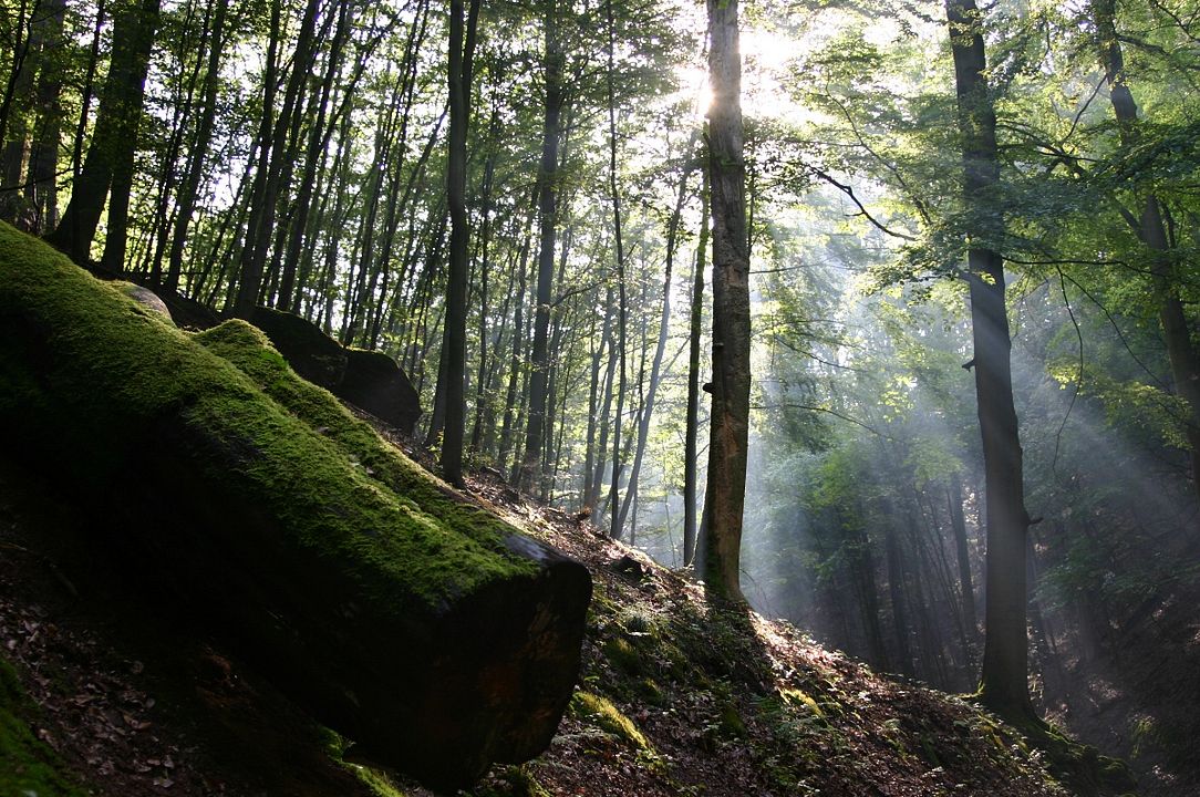 La Planète verte : Photo