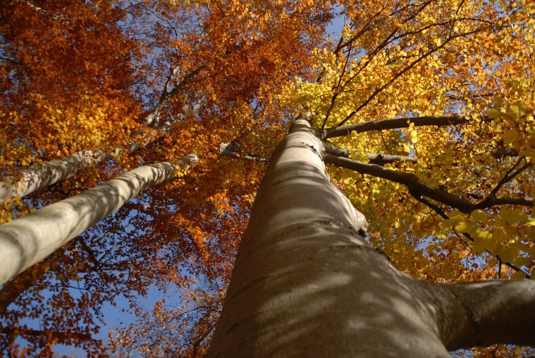 La Planète verte : Photo