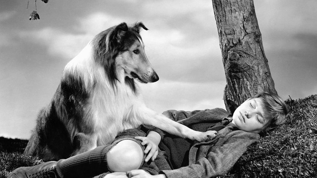 10 Films Et Séries Qui Ont Lancé Des Modes Dadoption Danimaux Lassie