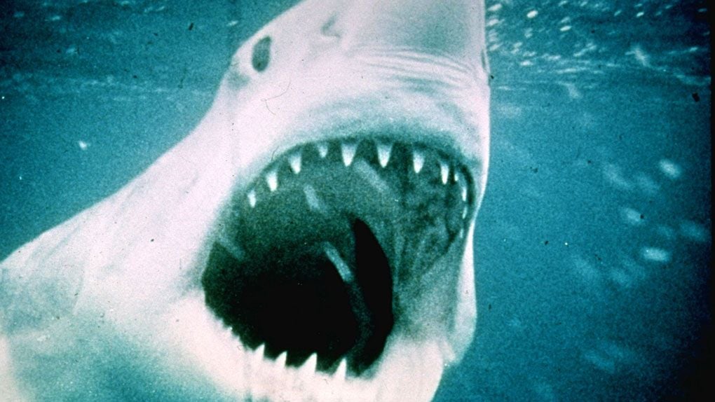 Requin Les Dents De La Mer Quelle créature de l'horreur vous a fait le plus cauchemarder ? Votez
