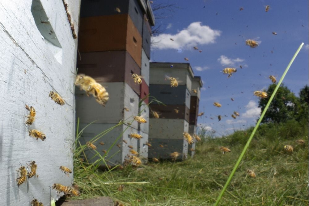 Vanishing of the Bees : Photo