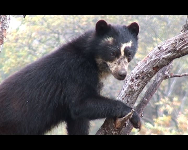 Chaparri, les sept ours de la montagne sacrée : Photo