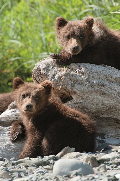 Grizzly : Photo