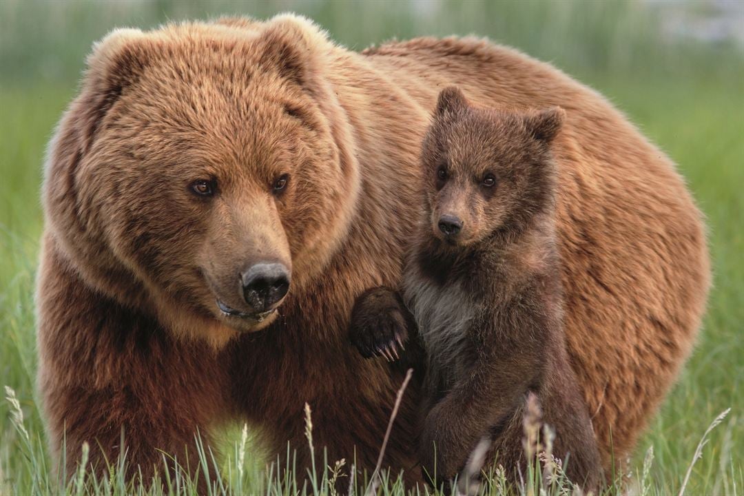 Grizzly : Photo