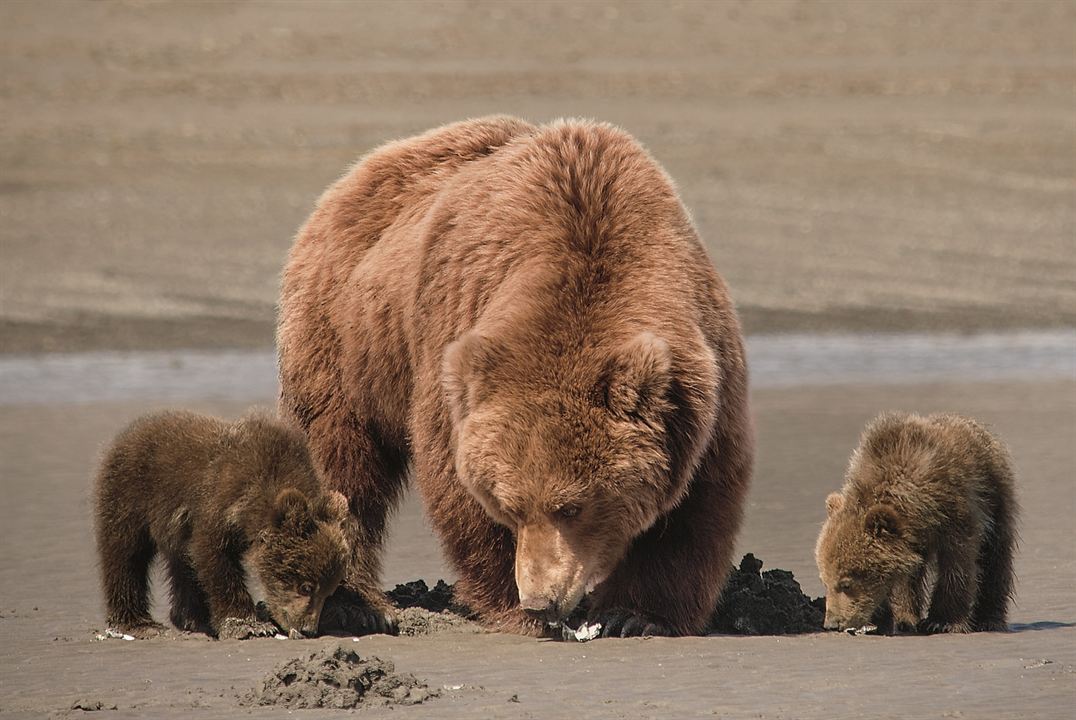 Grizzly : Photo