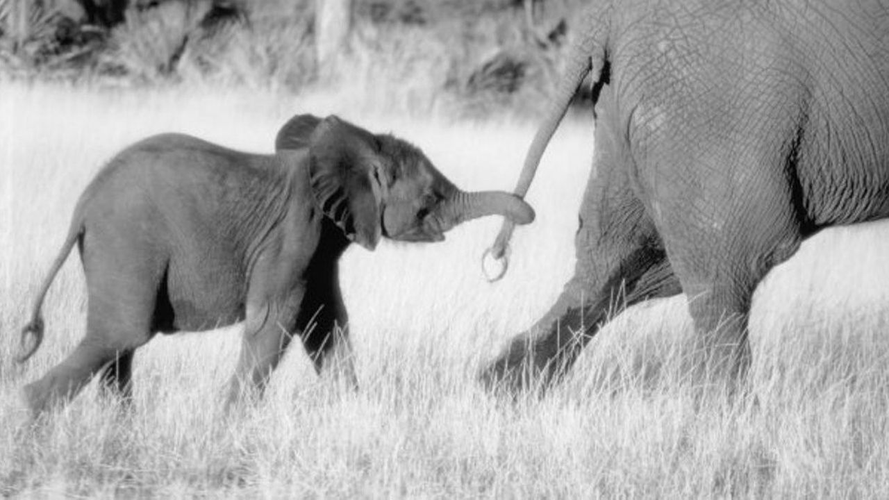 Whispers : An Elephant's Tale : Photo