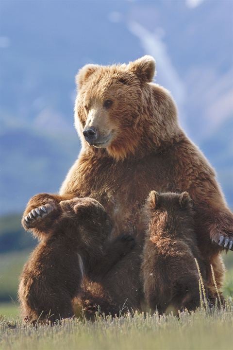 Grizzly : Photo