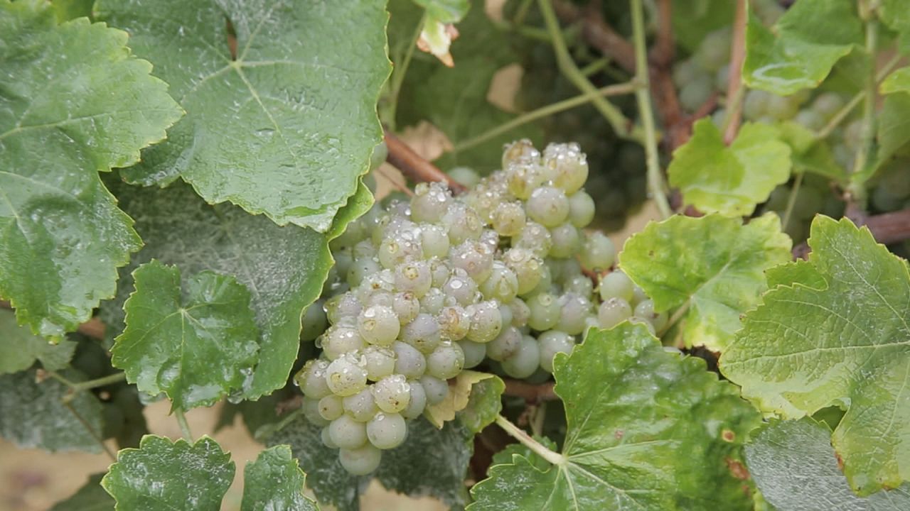 Vendanges : Photo