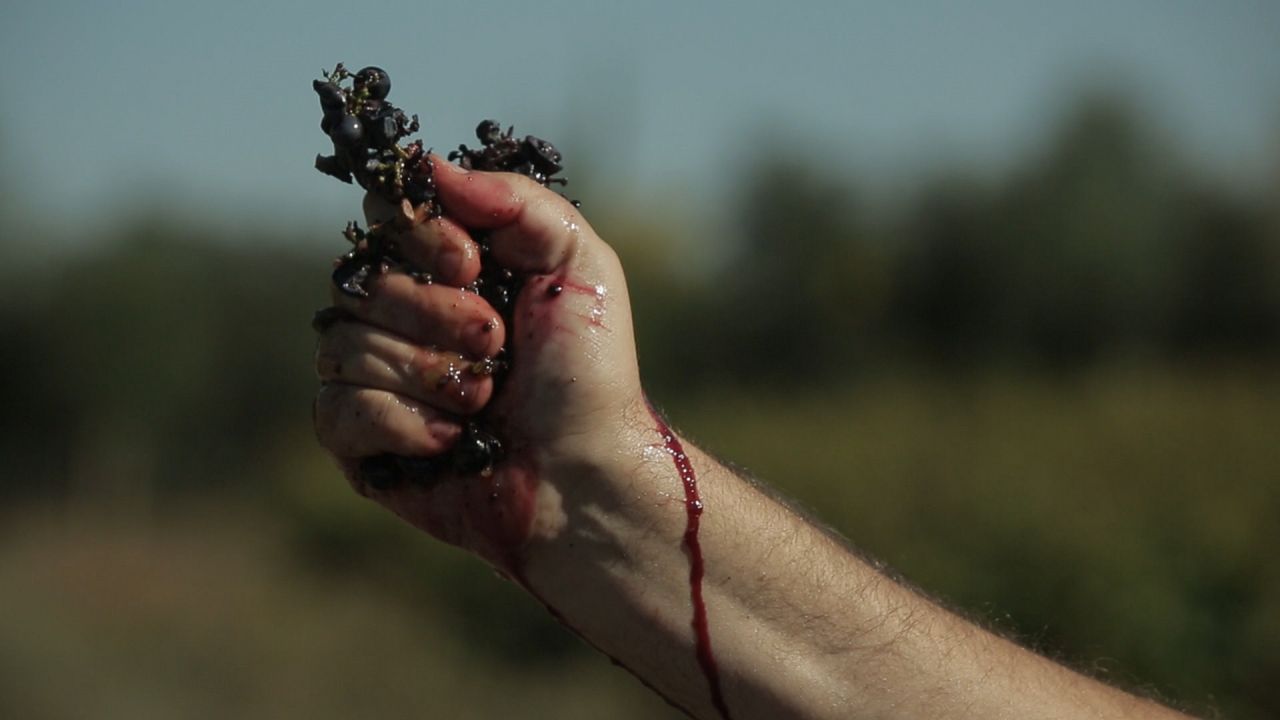 Vendanges : Photo