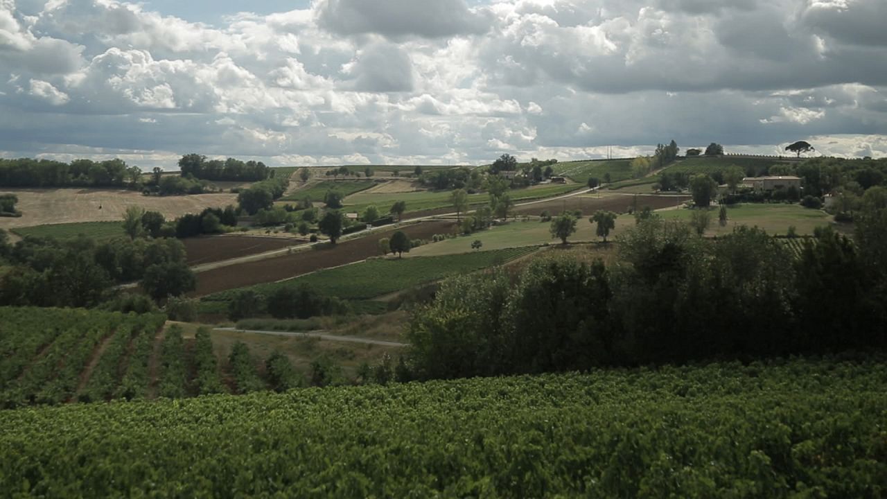Vendanges : Photo