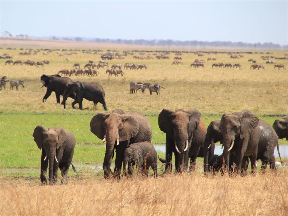 African Safari 3D : Photo